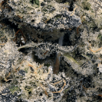 Holy Moly! thumbnail 2