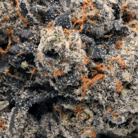 Guava Gelato thumbnail 2