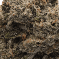 GMO-Sherb thumbnail 2