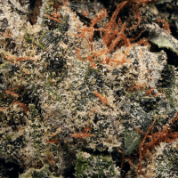 DJ Short Blueberry thumbnail 2