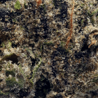 Sugar Cubez Smalls thumbnail 2