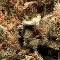 Peanut Butter Cup Half Ounce thumbnail 2