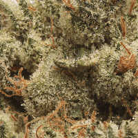 Super Dog  thumbnail 2