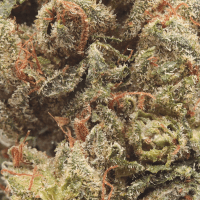 Triangle Kush thumbnail 2