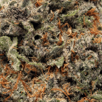 Orange Creamsicle thumbnail 2