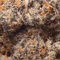 Cereal Milk thumbnail 2