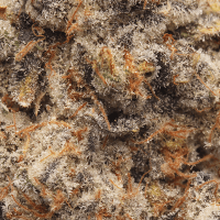 Bad Apple thumbnail 2