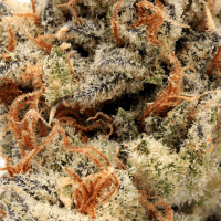 Durban Poison thumbnail 2