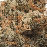 OZ Kush thumbnail 2