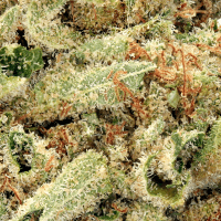 Orange Squeeze Half Ounce thumbnail 2