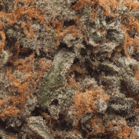 Purple Runtz thumbnail 2