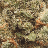 Cheetah Piss Half Ounce thumbnail 2