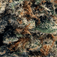 Georgia Z thumbnail 2