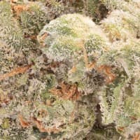 Cocobamba Smalls thumbnail 2