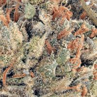 Super Silver Haze (Living Soil) thumbnail 2
