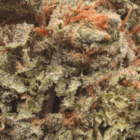 Apple Tarts Half Ounce thumbnail 2