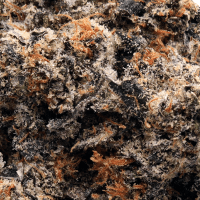 H.B.I.C. thumbnail 2