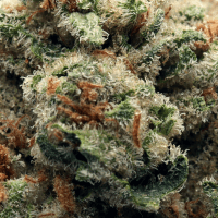 Guava Gelato Half Ounce thumbnail 2