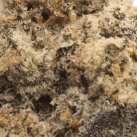 Passion Pave thumbnail 2