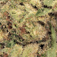 Blueberry Pancakes Half Ounce thumbnail 2