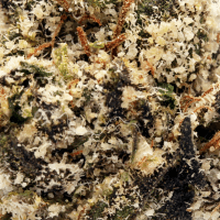 Matcha Minis thumbnail 2