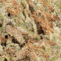 Governmint Oasis thumbnail 2