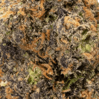 Studio 54 thumbnail 2