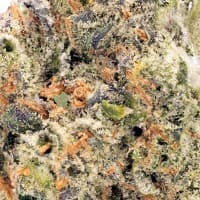 Double Cup thumbnail 2