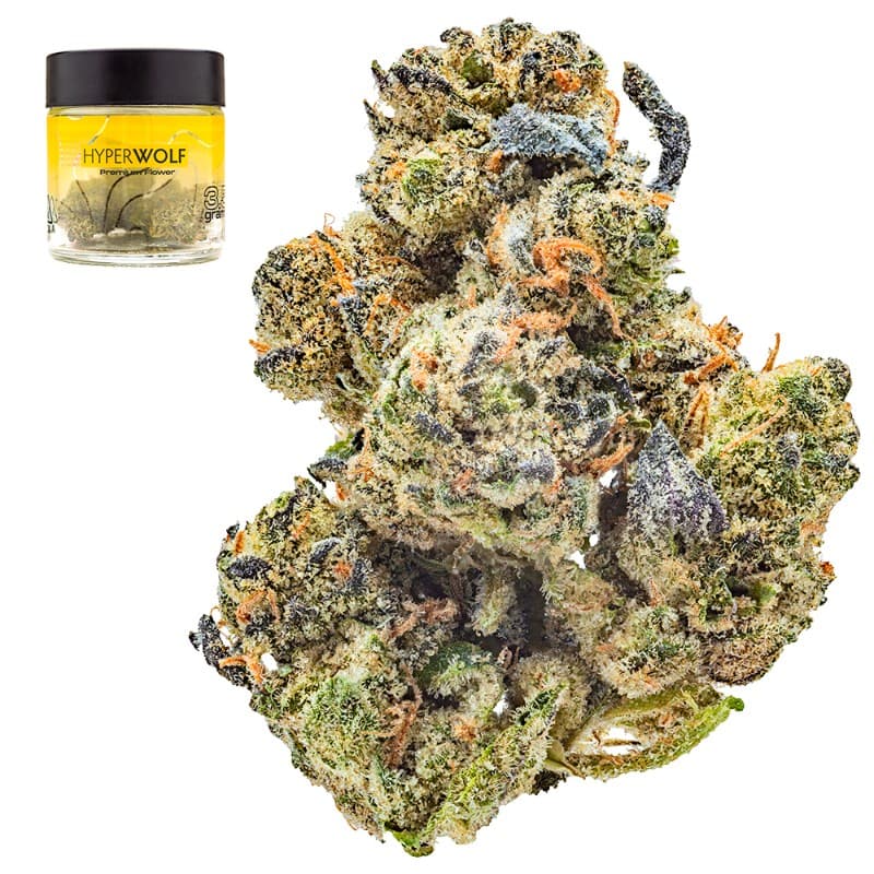Purple Elephant
