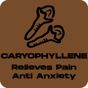 a brown and black sign that says caryophyliene relieves pain.