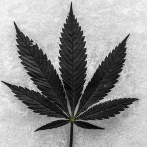 Cannabis flower