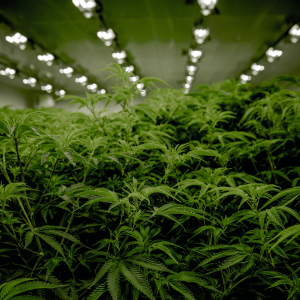 Marijuana grow room