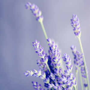 Close up image of lavender flower