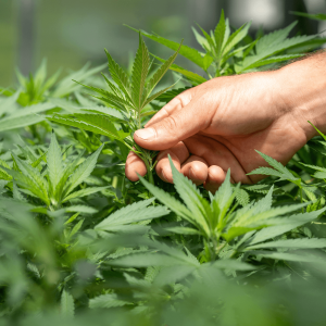 Up close image of a person analyzing a cannabis crop