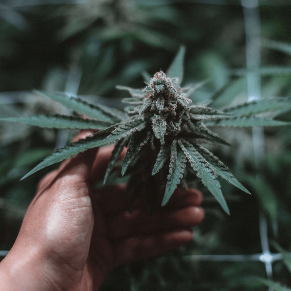 which state has the best weed Top Quality and Availability