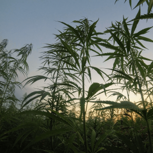 Outdoor cannabis cultivation