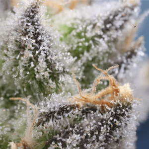 Up close image of cannabis trichomes