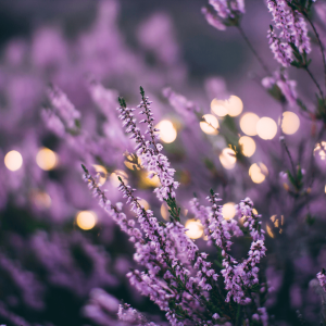 Lavender Plant