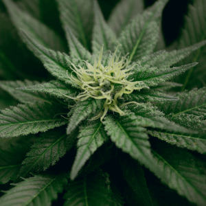 A mature marijuana plant