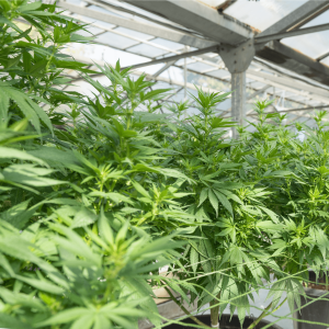 Mixed-light cannabis cultivation