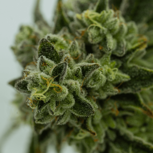 Zoomed in image of a trichome-dense cannabis bud