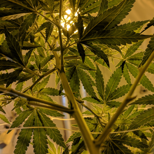 Raw cannabis leaves