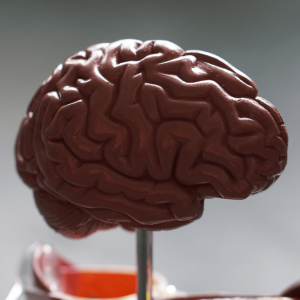 A brain model