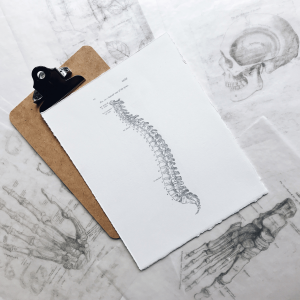 Spinal and skeletal drawn diagrams 