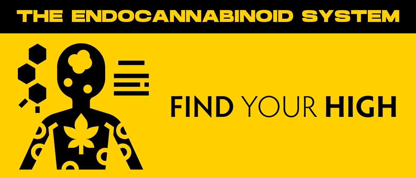 yellow and black banner image that says 'the endocannabinoid system'