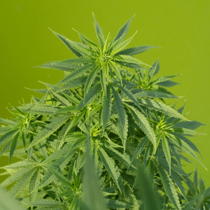 A marijuana plant against a green background
