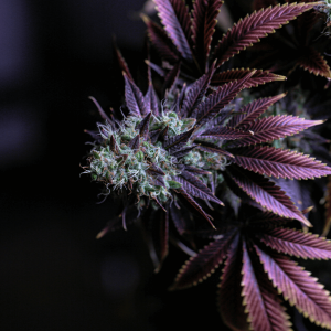 a cannabis bud with deep purple leaves