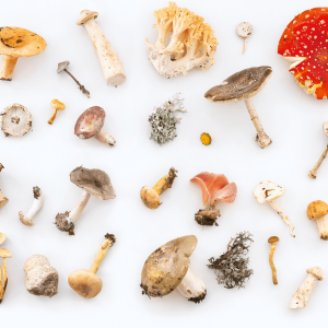 various harvested mushrooms