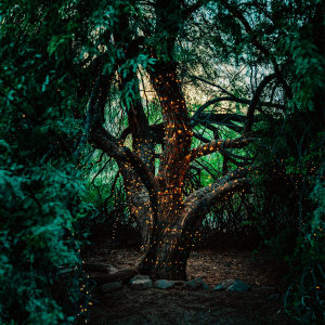 bright orange lights wrapped around a tree to look like fireflies in a forest