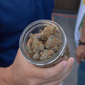 a person holding a jar of cannabis nugs